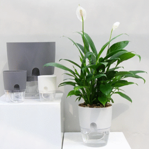 Self Watering Planter